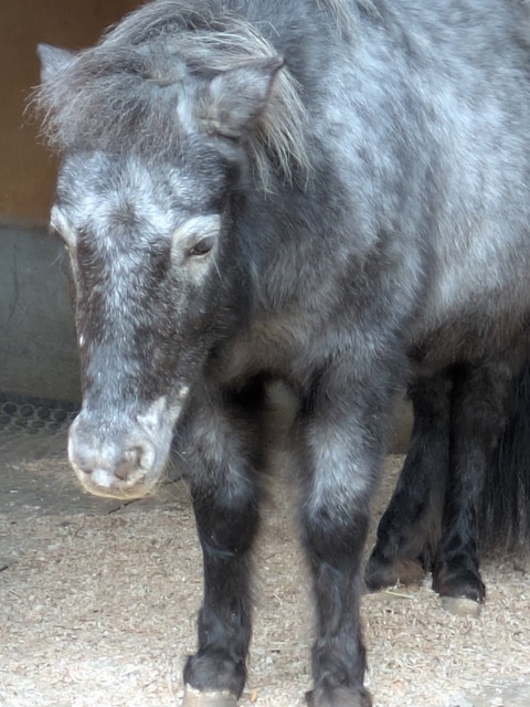 PXL_20250127_054808296.MP.jpg